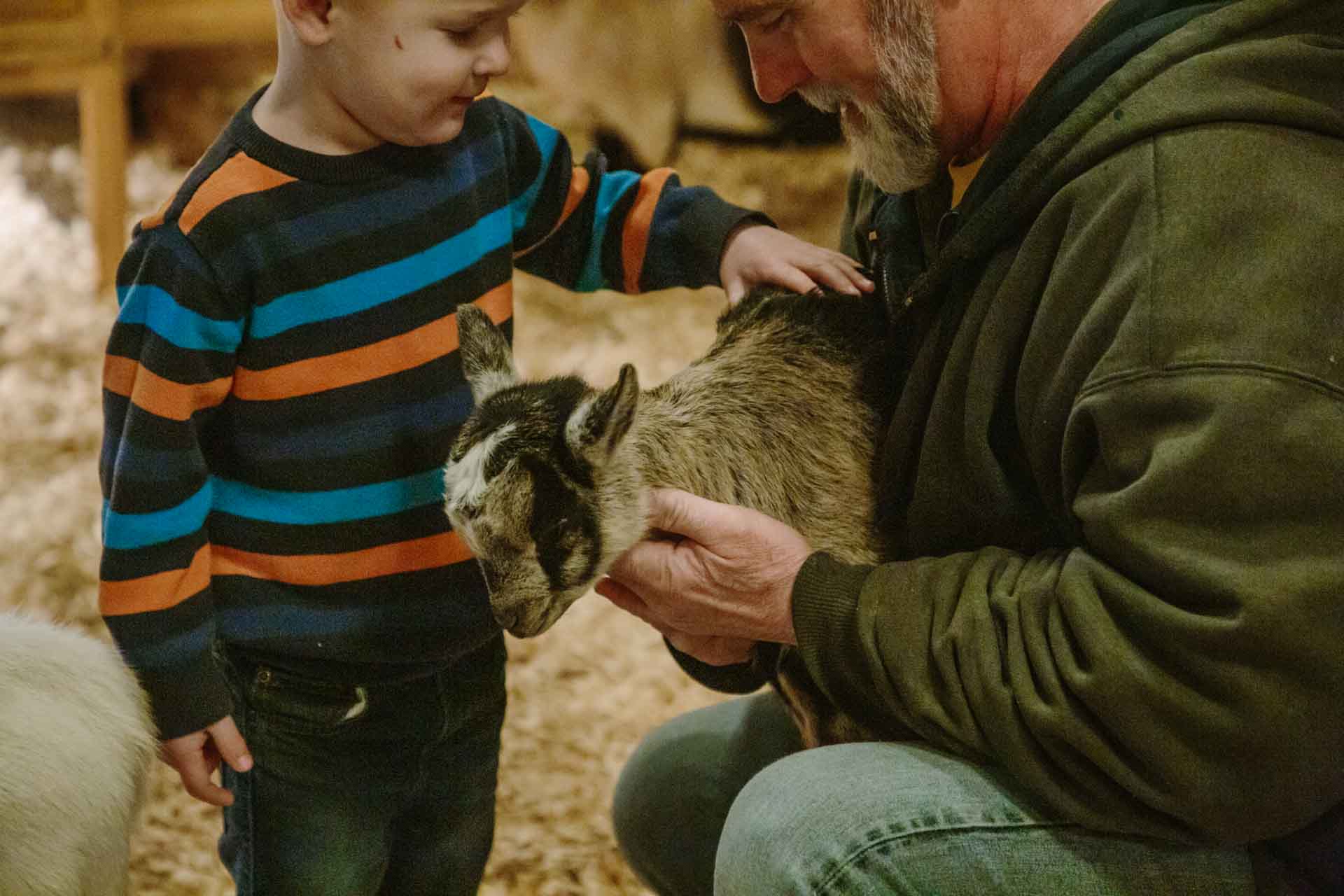 Petting Zoo - Pygmy Goat at Country Roads in Missouri