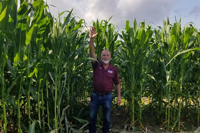 Corn maze - tall Missouri corn stalks!