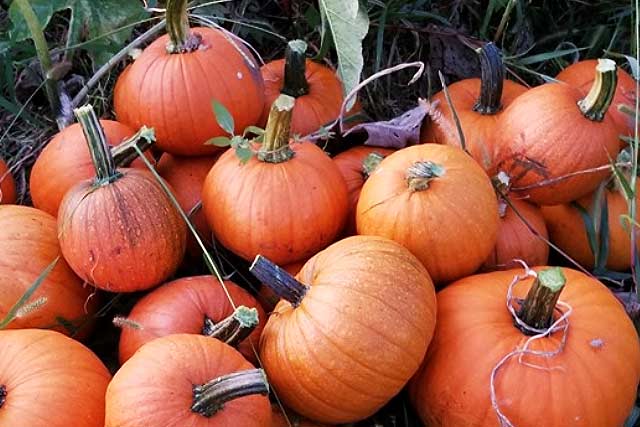 Pumpkins
