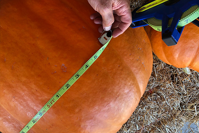 Giant Pumpkins at Country Roads - Stotts City, MO