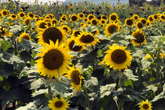 Wholesale Sunflowers - Stotts City, MO