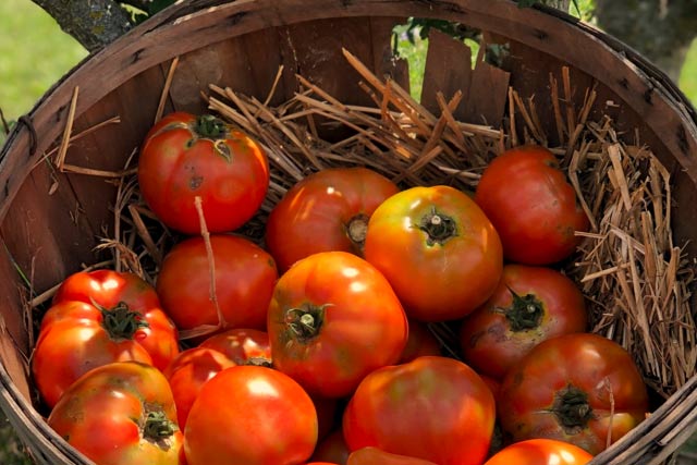 Wholesale Tomatoes - Stotts City, MO