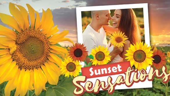 Sunset Sensations Event at Country Road's Sunflower Festival