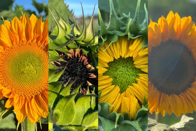 Sunflower Blooms at Country Roads Family Fun Farm