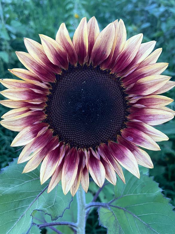 Sunflower at Country Roads Family Fun Farm