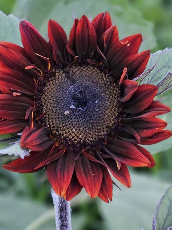 Sunflower at Country Roads Family Fun Farm