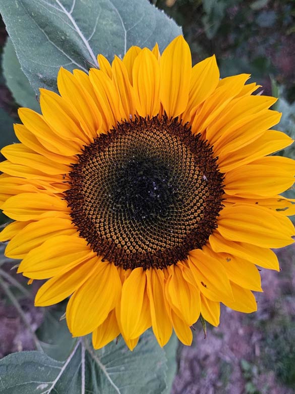 Sunflower at Country Roads Family Fun Farm