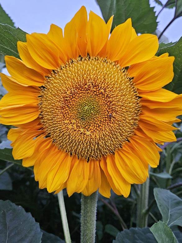 Sunflower at Country Roads Family Fun Farm