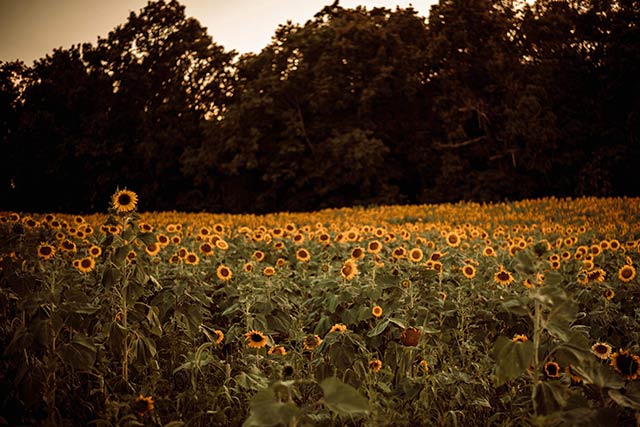 Sunflower Fields at Country Roads Family Fun Farm