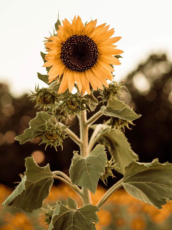 Sunflower at Country Roads Family Fun Farm